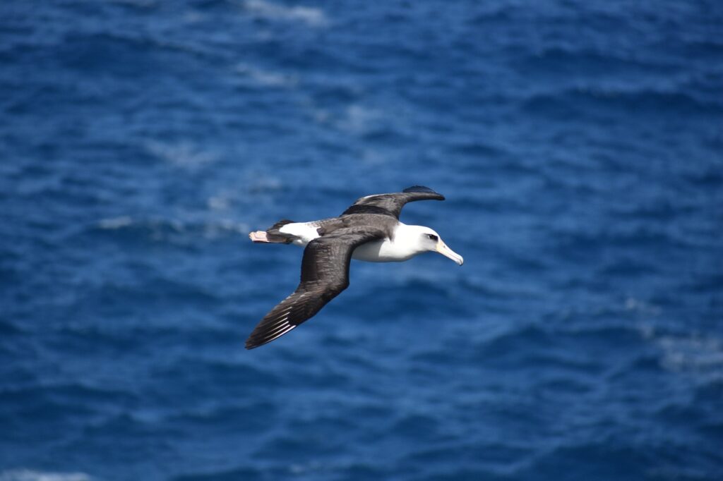 albatross, bird, birding